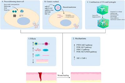 Native and engineered extracellular vesicles for wound healing
